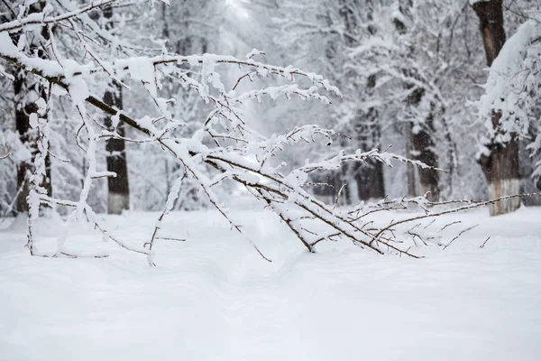 Sneeuwt Landschap Het Park — Stockfoto