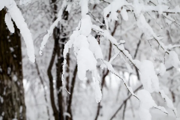 下雪在公园里的景观 — 图库照片