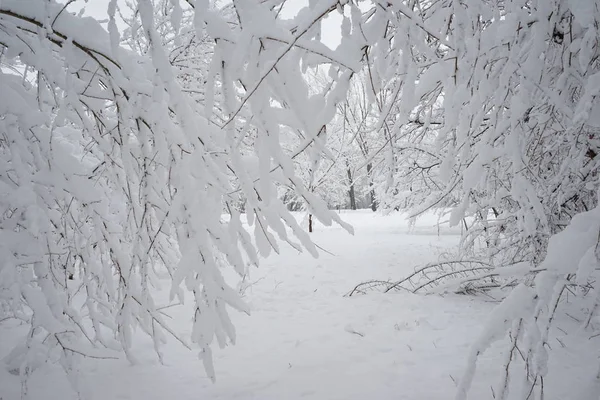 Paisagem Nevando Parque — Fotografia de Stock