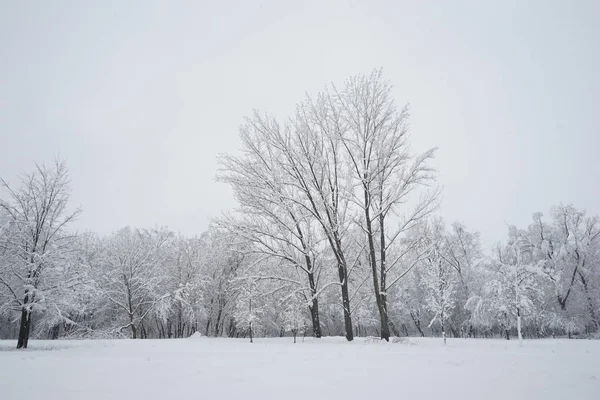 Sneeuwt Landschap Het Park — Stockfoto