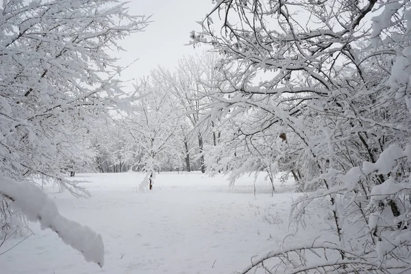 Paysage Neige Dans Parc — Photo