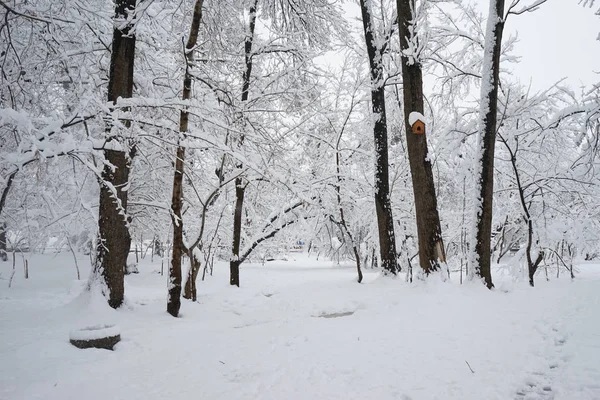 Śnieg Krajobraz Parku — Zdjęcie stockowe