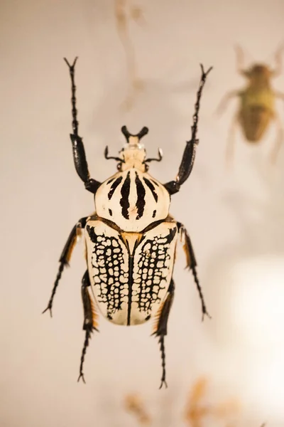 Londres Reino Unido Museo Historia Natural Insectos Sección Cocoon — Foto de Stock