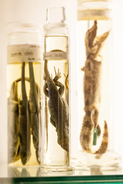 LONDON, UK, Natural History museum - preserved animals and species, laboratory details