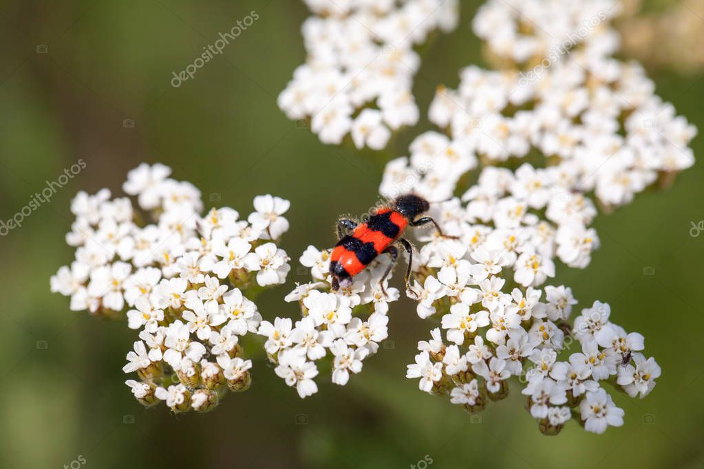 Achillea millefolium plant and bug with natural background