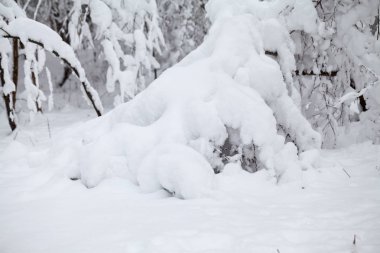 Peyzaj Park kar yağışı
