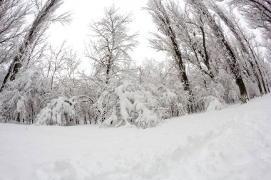 Peyzaj Park kar yağışı