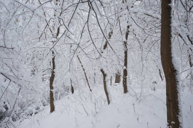 Peyzaj Park kar yağışı