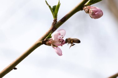 Pembe çiçek ve bal arısı ile Kiraz dalı