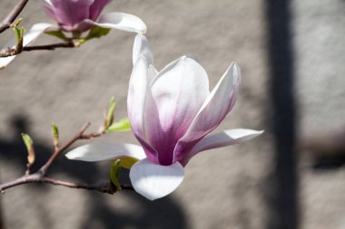 Pembe çiçekli çiçek açan manolya ağacı.