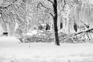 Peyzaj Park kar yağışı