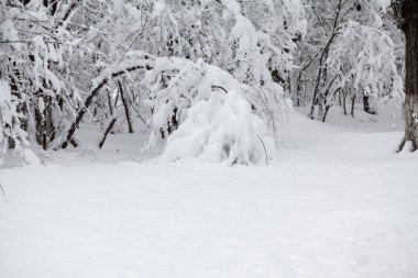 Peyzaj Park kar yağışı