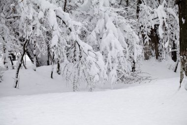 Peyzaj Park kar yağışı