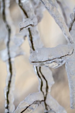 Buz ve buz sarkıtları ağlayan söğüt ağacı üzerinde