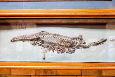 Londra, İngiltere, Doğal Tarih museumm - fosil ayrıntıları