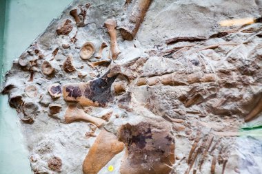 Londra, İngiltere, Doğal Tarih museumm - fosil ayrıntıları