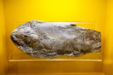 Londra, İngiltere, Doğal Tarih museumm - fosil ayrıntıları