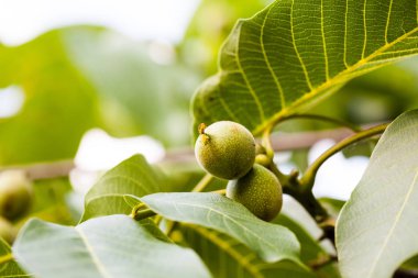 Ağaçta olgunlaşmamış cevizin yakın görünümü