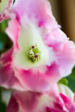 Evde beyaz ve pembe saksı çiçekleri kırpılmış görünümü