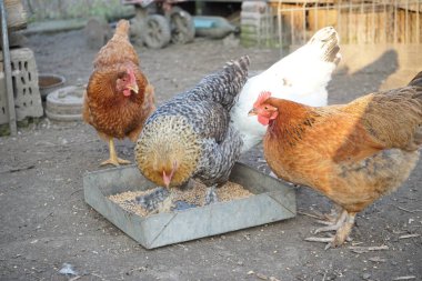 Tavuk ve horoz da arka bahçede 