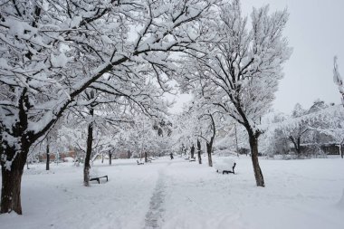 Peyzaj Park kar yağışı