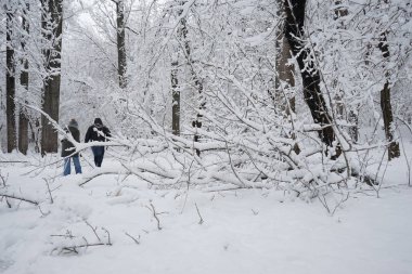 Peyzaj Park kar yağışı