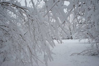 Parkın kış manzarası