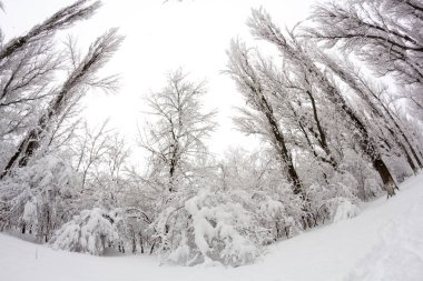 Parkın kış manzarası