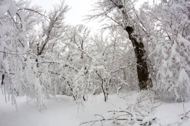Peyzaj Park kar yağıyor. Balık gözü lens etkileri