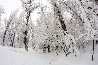 Peyzaj Park kar yağıyor. Balık gözü lens etkileri