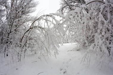 Peyzaj Park kar yağıyor. Balık gözü lens etkileri