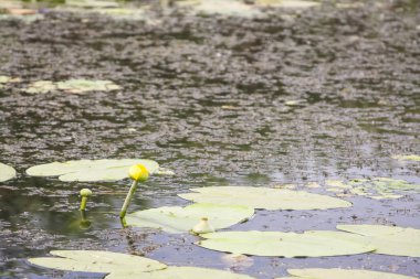 Romanya 'nın Tuna Deltası kentindeki su hattı, kuşlar, sazlıklar ve bitki örtüsü manzarası 