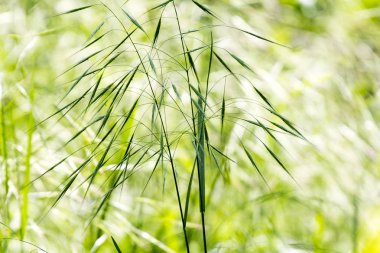 yaprak dokusu ile yeşil soyut