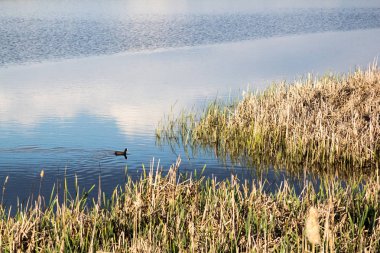 Romanya 'nın Tuna Deltası kentindeki su hattı, kuşlar, sazlıklar ve bitki örtüsü manzarası 