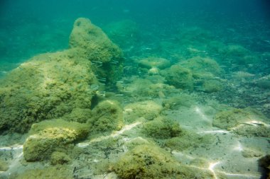 Sualtı doku ve fauna Ionian Sea, Zakynthos, Yunanistan 