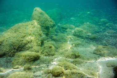 Sualtı doku ve fauna Ionian Sea, Zakynthos, Yunanistan 