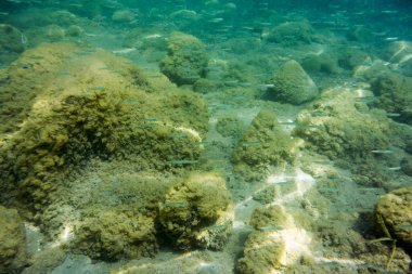 Sualtı doku ve fauna Ionian Sea, Zakynthos, Yunanistan 