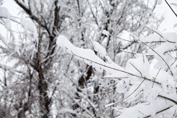 Paisagem Nevando Parque — Fotografia de Stock