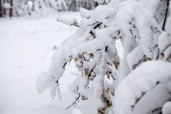 Snöar Landskap Parken — Φωτογραφία Αρχείου