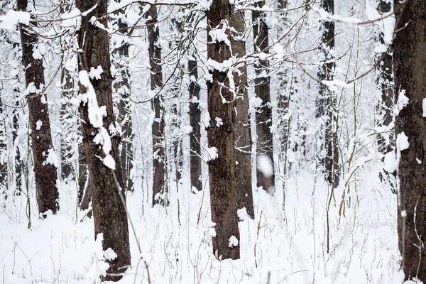 Sneeuwt Landschap Het Park — Stockfoto