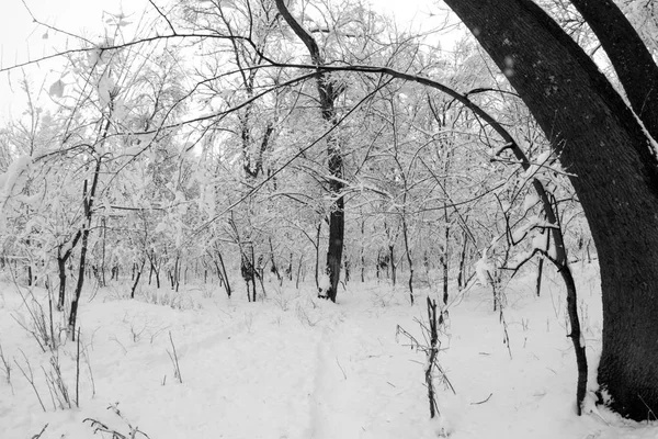 Paisagem Nevando Parque — Fotografia de Stock