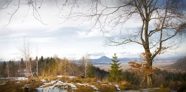 Vinterlandskap Skog Med Nakna Träd — Stockfoto