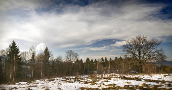Paesaggio Invernale Foresta Con Alberi Nudi — Foto Stock