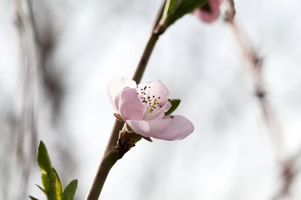 Şeftali Ağacı Pembe Güzel Çiçek — Stok fotoğraf