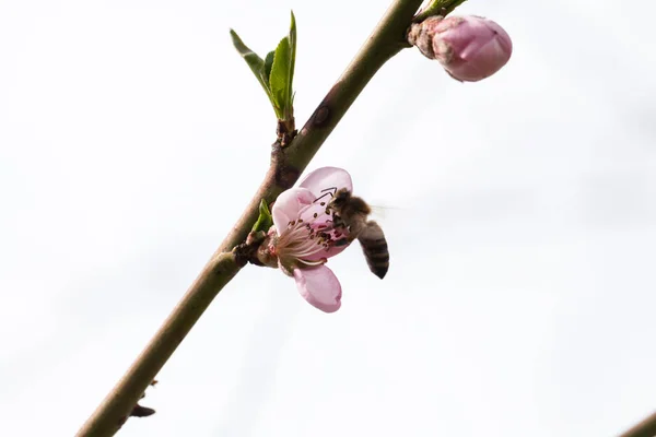 Broskvový Strom Růžová Krásná Květina Přírodním Pozadím — Stock fotografie