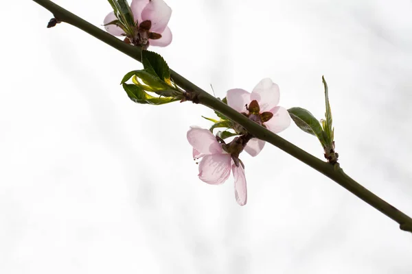 Персикове Дерево Рожева Красива Квітка Природним Фоном — стокове фото