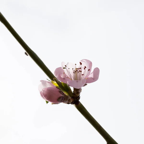 Çiçek Açan Kiraz Ağacının Detay Görünümü — Stok fotoğraf