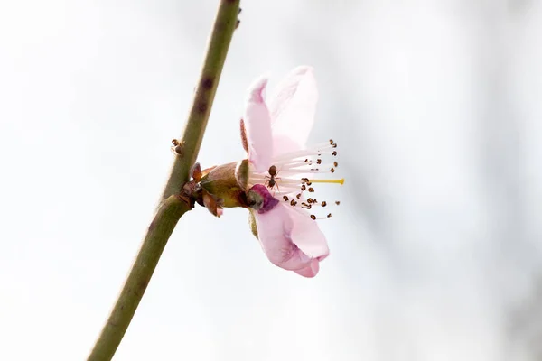 Pembe Çiçekli Kiraz Dalı — Stok fotoğraf