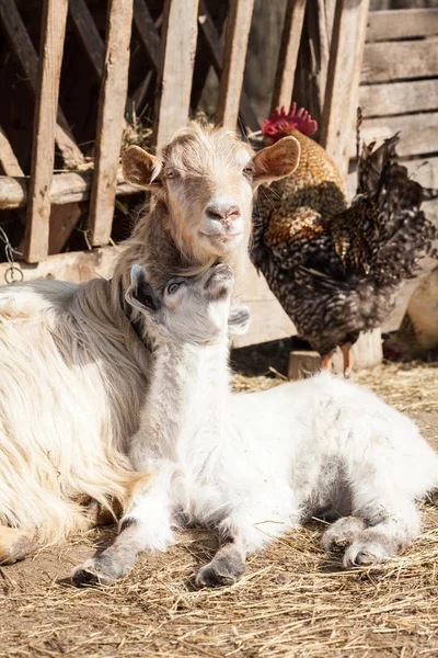 Goat Family Backyard — Stock Photo, Image