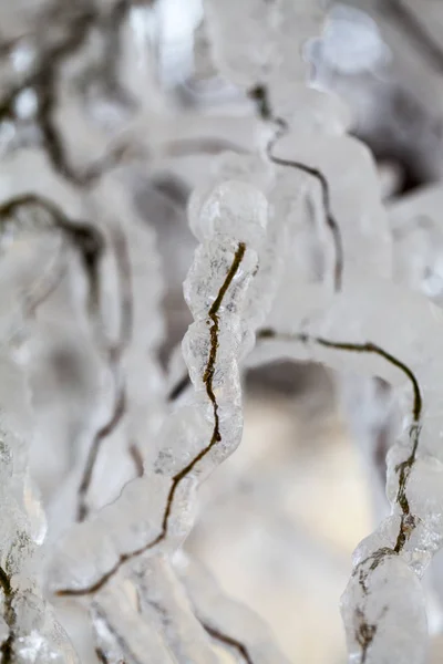 Ice Icicles Weeping Willow Tree — Stock Photo, Image